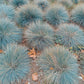 100 BLUE Sheeps FESCUE GRASS Festuca Ovina Glauca Cinerea Seeds