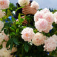 5 GARDEN PEONY Paeonia Lactiflora Red Pink White Mix Chinese Peony Flower Seeds
