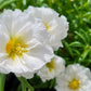 100 White PORTULACA Grandiflora / MOSS ROSE Succulent Flower Seeds
