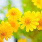 1000 DAHLBERG DAISY Thymophylla Tenuiloba Yellow Flower Seeds - aka Golden Fleece, Gold Carpet,  Shooting Star