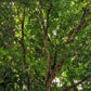 5 TRUE MAHOGANY TREE Honduran Big Leaf Sky Fruit Swietenia Macrophylla Seeds