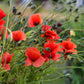 250 Red LONG POD POPPY Papaver Dubium Long Headed Blindeyes Flower Seeds