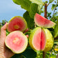 20 GUAVA FRUIT Tree Shrub Psidium Guajava White Flowers Fruit Seeds