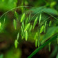 100 NORTHERN SEA OATS Grass Inland Chasmanthium Seeds
