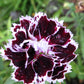 30 Black & White CHIANTI DIANTHUS Chinensis China Pink Flower Seeds
