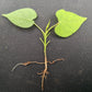 10 White CHRISTMAS VINE Turbina Flower Rivea Ipomoea Corymbosa Seeds