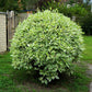 25 FIRE and ICE DOGWOOD Cornus Alba Shrub Tree Variegated Red Bark White Berry & Flower Seeds
