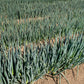 300 Evergreen NEBUKA BUNCHING ONION Japanese Allium Fistulosum Vegetable Seeds