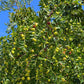 20 ASIAN DATE Jujube Ziziphus Spinosa Common Chinese Tsao Red Fruit Tree Seeds