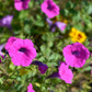 200 Pink LAURA BUSH PETUNIA Violacea Integrifolia Perennial Frilled Trumpet Flower Seeds
