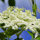 50 BLUE ELDERBERRY Sambucus Cerulea Arizona Blue Elder Tree Shrub Fruit Berry Seeds