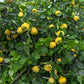 20 COMMON CULINARY QUINCE Fruit Tree Cydonia Oblonga Flowering Shrub Seeds