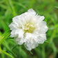 100 White PORTULACA Grandiflora / MOSS ROSE Succulent Flower Seeds