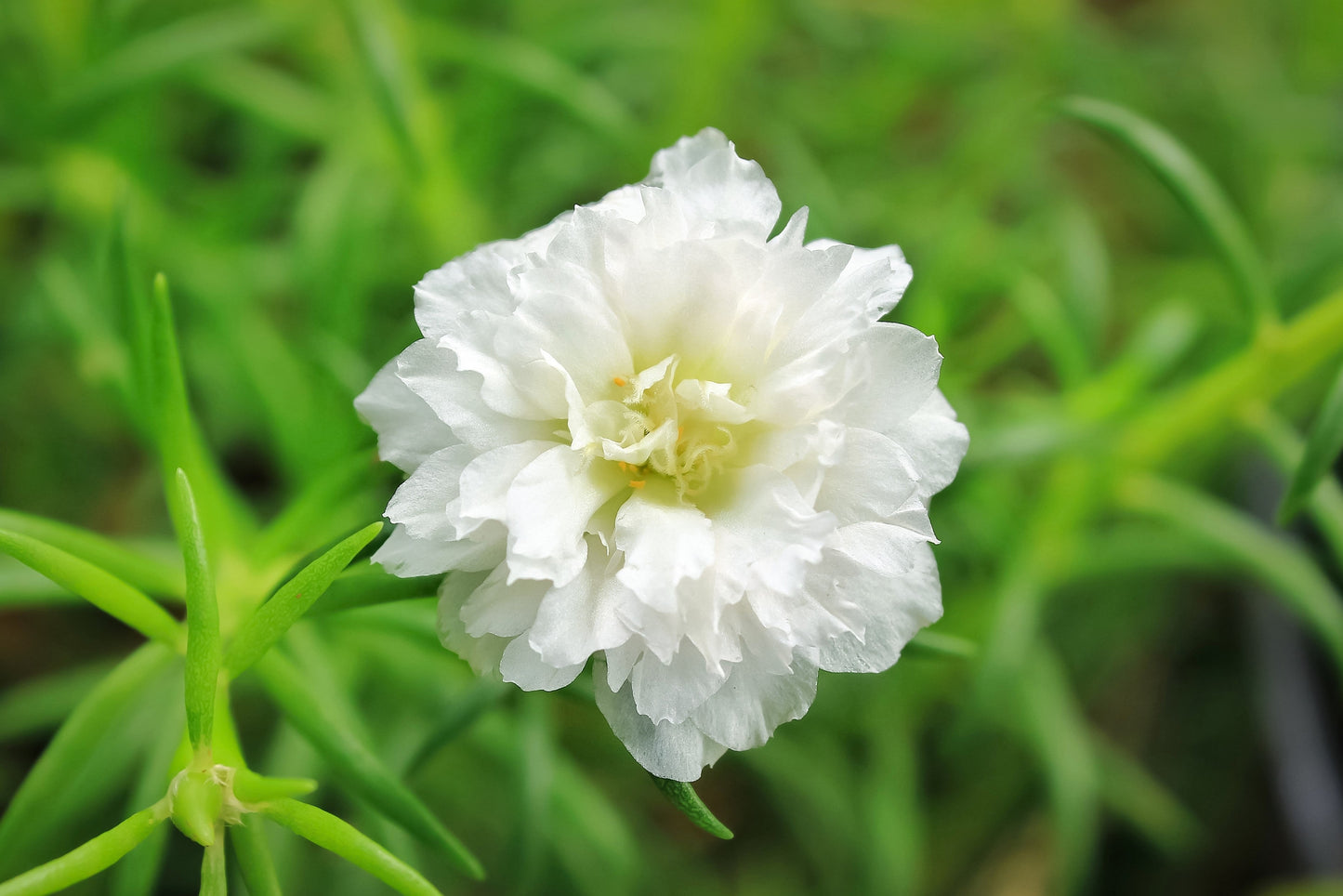 100 White PORTULACA Grandiflora / MOSS ROSE Succulent Flower Seeds
