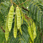 25 MIMOSA / Persian SILK TREE Albizia Julibrissin Seeds