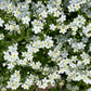 100 Victoria WHITE FORGET Me NOT Myosotis Alpestris Shade or Sun Flower Seeds