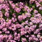 100 Victoria PINK FORGET Me NOT Myosotis Alpestris Shade or Sun Flower Seeds