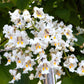 50 Flowering NORTHERN CATALPA Speciosa TREE Seeds (aka Western Catalpa or Catawba / Indian Cigar / Fish-Bait)