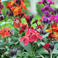 300 Mixed Colors ENGLISH Aegean WALLFLOWER Cheiranthus Cheiri Erysimum Pink Red Yellow Purple Bicolor Flower SeedsSeeds