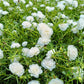 100 White PORTULACA Grandiflora / MOSS ROSE Succulent Flower Seeds
