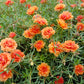 100 Orange PORTULACA MOSS ROSE Portulaca Grandiflora Succulent Flower Seeds