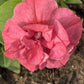 20 DOUBLE MIX PETUNIA Floribunda Red Pink Purple Flower Seeds
