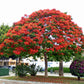 10 ROYAL POINCIANA TREE Delonix Regia aka Red Flame Flamboyant Tree Peacock Flower Seeds