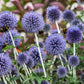 25 Blue GLOBE THISTLE Echinops Ritro Southern Globethistle Pollinator Flower Seeds