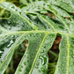 15 Lacy TREE PHILODENDRON Split Leaf Cut-leaf Selloum House Plant Seeds