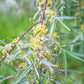 10 AMERICAN SILVERBERRY Elaeagnus Commutata aka Wolf Willow Wolfberry Wild Olive Berry Fruit Shrub Seeds
