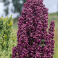 100 Organic BRILLIANT RAINBOW QUINOA Mix Mixed Colors Chenopodium Grain Greens Vegetable Seeds