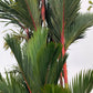 10 Red LIPSTICK PALM Sealing Wax Palm Cyrtostachys Renda Tree Houseplant Seeds