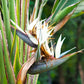 10 TRAVELLER'S PALM TREE Ravenala Madagascariensis Flower Houseplant Seeds
