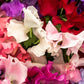 60 Mixed Colors SWEET PEA ROYAL Family Mix Lathyrus Odoratus Flower Vine Seeds
