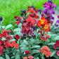 300 Mixed Colors ENGLISH Aegean WALLFLOWER Cheiranthus Cheiri Erysimum Pink Red Yellow Purple Bicolor Flower SeedsSeeds