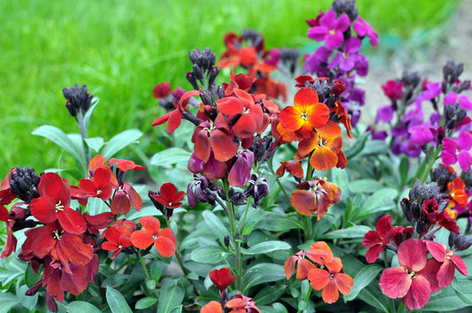 300 Mixed Colors ENGLISH Aegean WALLFLOWER Cheiranthus Cheiri Erysimum Pink Red Yellow Purple Bicolor Flower SeedsSeeds
