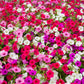 250 MIXED COLORS PETUNIA Flower Seeds