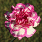 100 Mixed CARNATION / DOUBLE DIANTHUS Chinensis Flower Seeds