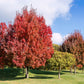 25 Scarlet CAROLINA RED MAPLE Tree Acer Rubrum Seeds