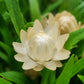 100 WHITE DOUBLE STRAWFLOWER Helichrysum Monstrosum Xerochrysum Bracteatum Flower Seeds