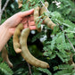 5 TAMARIND FRUIT TREE Tamarindus Indica Bean Pod Legume Seeds