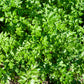 1500 FLAT LEAF PARSLEY Seeds Petroselinum Crispum Plain Single Italian Parsley Seeds