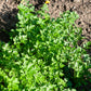 1500 FLAT LEAF PARSLEY Seeds Petroselinum Crispum Plain Single Italian Parsley Seeds