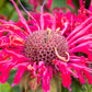 25 BEE BALM MIX Lemon Hummingbird Mint Monarda Didyma Mixed Colors Scarlet, Red, Pink, Purple, Spotted, & Salmon Flower Seeds