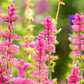 50 'PINK Sundae' Clary SAGE / SALVIA Viridis Horminum Herb Flower Seeds