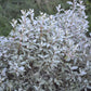 10 AMERICAN SILVERBERRY Elaeagnus Commutata aka Wolf Willow Wolfberry Wild Olive Berry Fruit Shrub Seeds