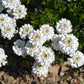 1000 WHITE EMPRESS CANDYTUFT Iberis Amara Groundcover Flower Seeds