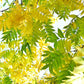 25 Chinese PISTACHIO Pistacia Chinensis Pistache Pistach Yellow Orange Red in Fall Mastic Tree Seeds