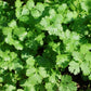 100 FIESTA Green CILANTRO / CORIANDER Coriandrum Sativum Herb Vegetable Seeds