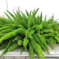 10 EMERALD ASPARAGUS FERN A. Densiflorus Mazeppa Houseplant Flower Seeds